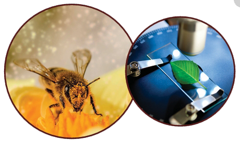 abeille